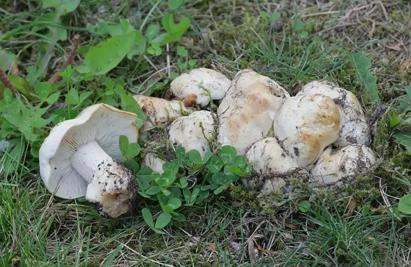 Champignons blancs : les 10 variétés comestibles les plus délicieuses